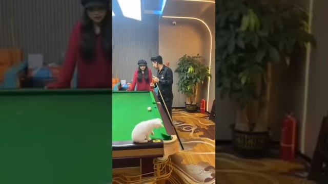 Любимая игра котов - бильярд