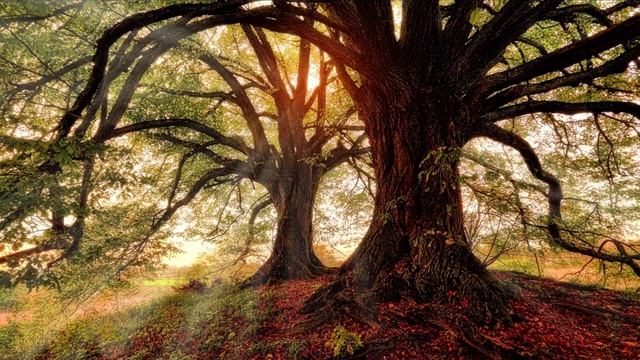 Autumn music for relaxation