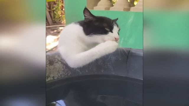 ПРИКОЛЫ С ЖИВОТНЫМИ ДО СЛЕЗ _ Смешные КОТЫ 2023 _ Приколы с КОТАМИ _ Funny ANIMALS video