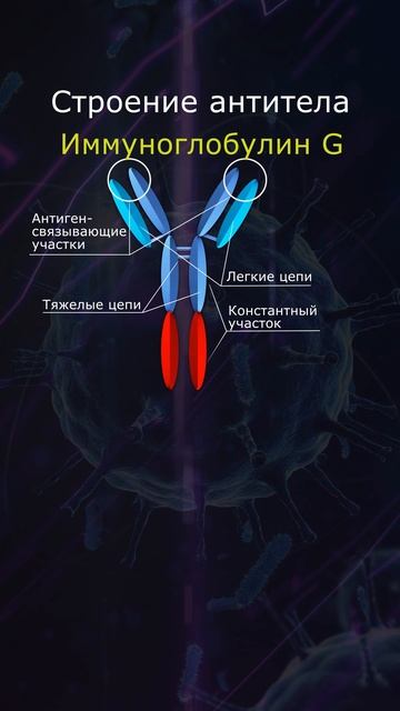 Строение антител