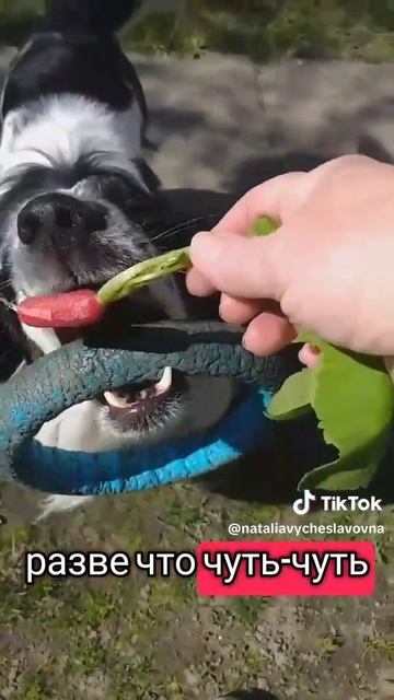 Вкусная редисочка...)))