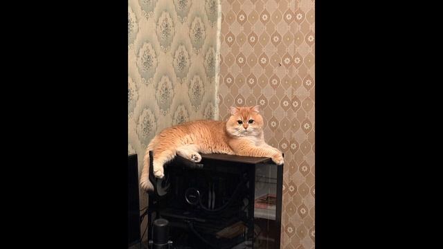Мой котик!