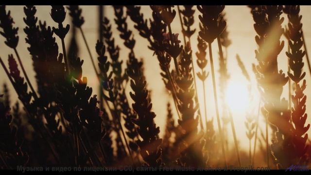 Леса поют, а сердце замирает при этом треке - Slow Dance With Nabokov -- One Man Book -- Ghosts + Ec