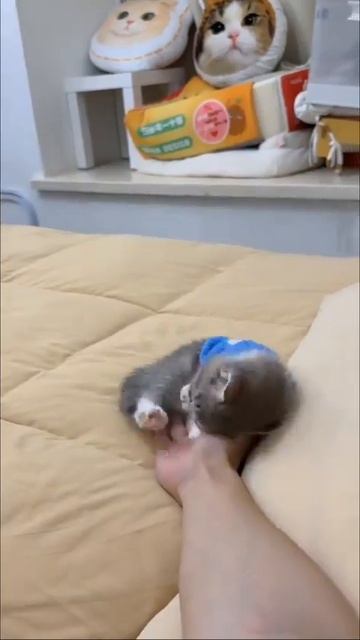 Малыш укладывается спать 🐈😻😴❤️