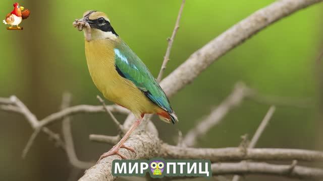 Мир птиц – красота и грация пернатых созданий Природы 🦩🦚🦜 Выпуск (223) 🦉🐦🐤