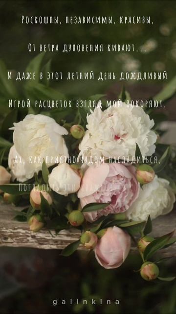 пионы