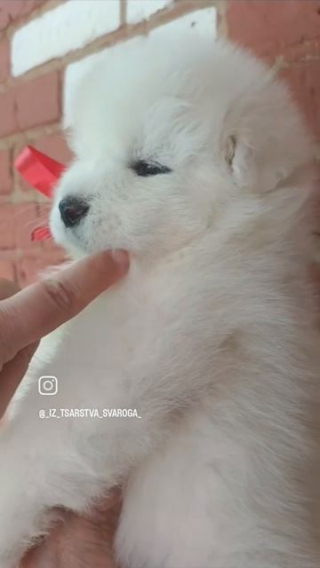 малышка 2 Лили и Милоша