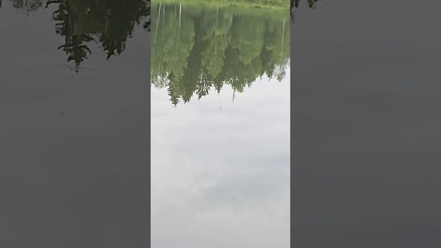 Тишь да гладь на деревенском пруду.mp4