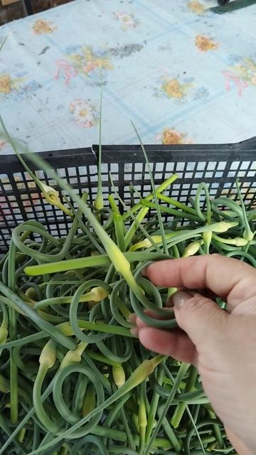 Чесночные стрелки. Заготовка чесночных стрелок по-корейски #чесночныестрелки #стрелкипокорейски