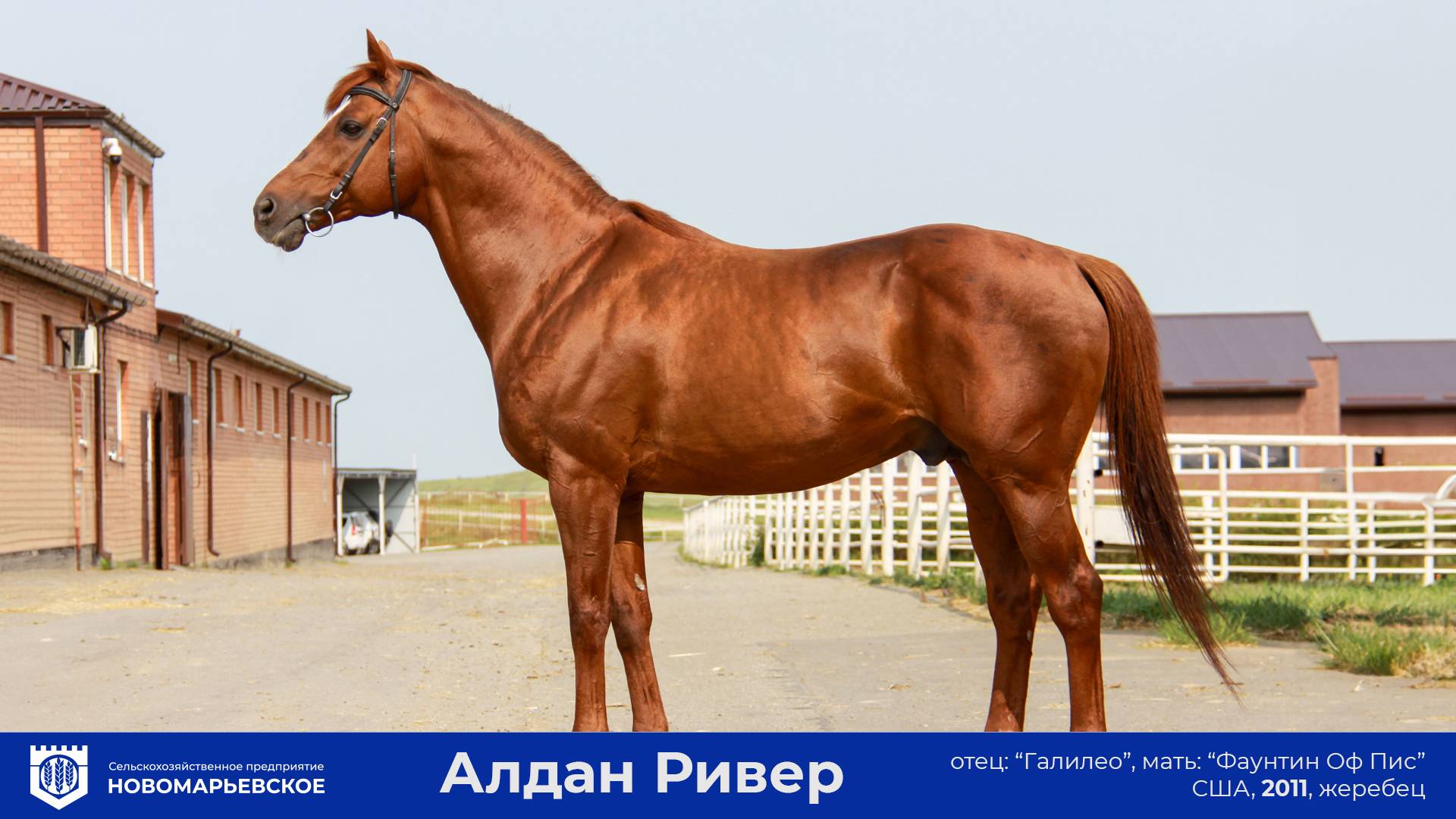 Действующий жеребец-производитель. Алдан Ривеp (Aldan River) (США) 2011