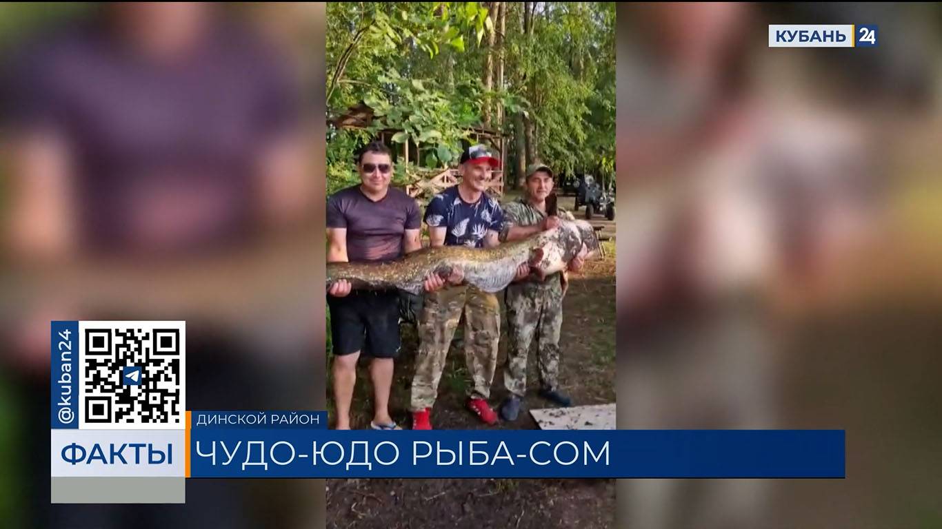Двухметрового сома весом со среднюю женщину поймали рыбаки в Динском районе