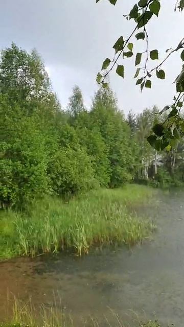 Пришли купаться в ливень на водоём Карпятник в Клязьминской пойме
