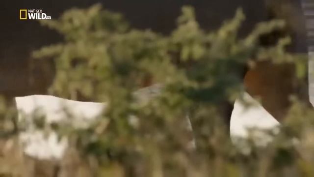 Nat Geo Wild Хищники Африки молодая кровь Ужасные Львы цари зверей на охоте в Саванне! Animal planet