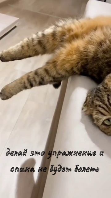 после этого упражнения спина не будет болеть