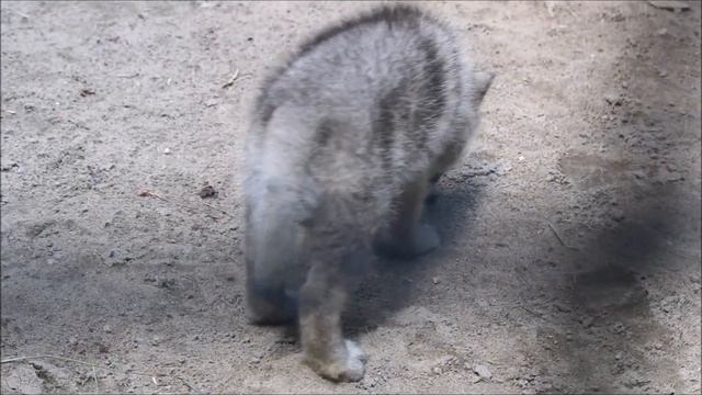 Канадские чёрные и полярные волчата 16.06.2025