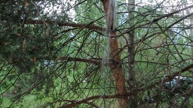 Rain Symphony: Nature's ASMR Masterclass