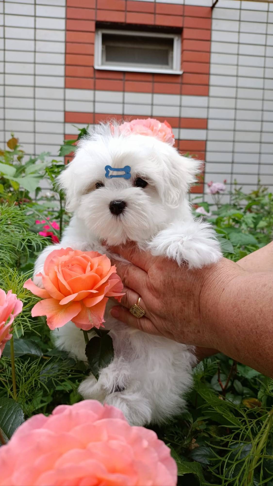мальчик 2 мес