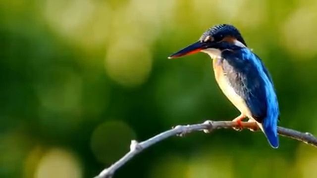 Самые красивые животные на планете: обзор удивительных созданий ч.54