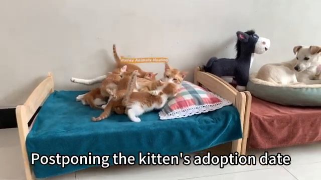 Кошка Китти и котята - 2025 год