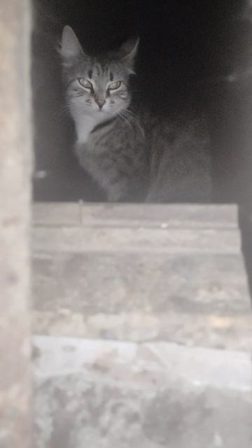 Сос! домашняя кошка на улице ! Нужен дом или передержка. Петербург