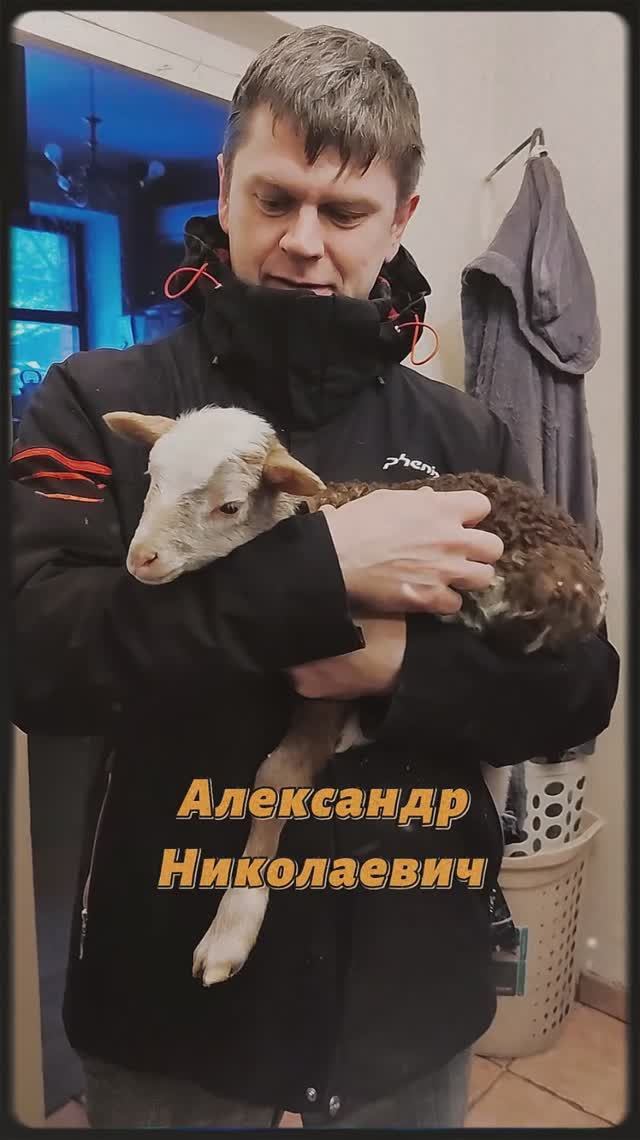 Катумская настоящая 🤣 #домашние животные #мастерhouse #катумскиеовцы