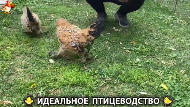Идеальное птицеводство достойно восхищения 🐓🦆🦢🦚🦃🐔 эпизод (255)