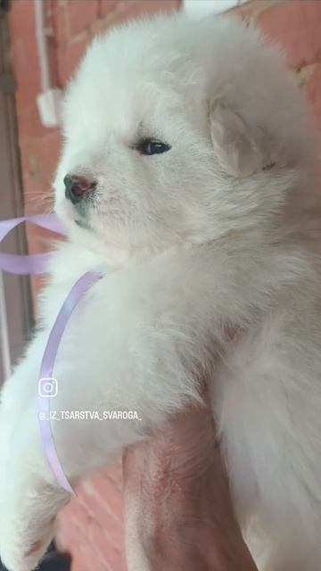 малыш 4 Лили и Милош