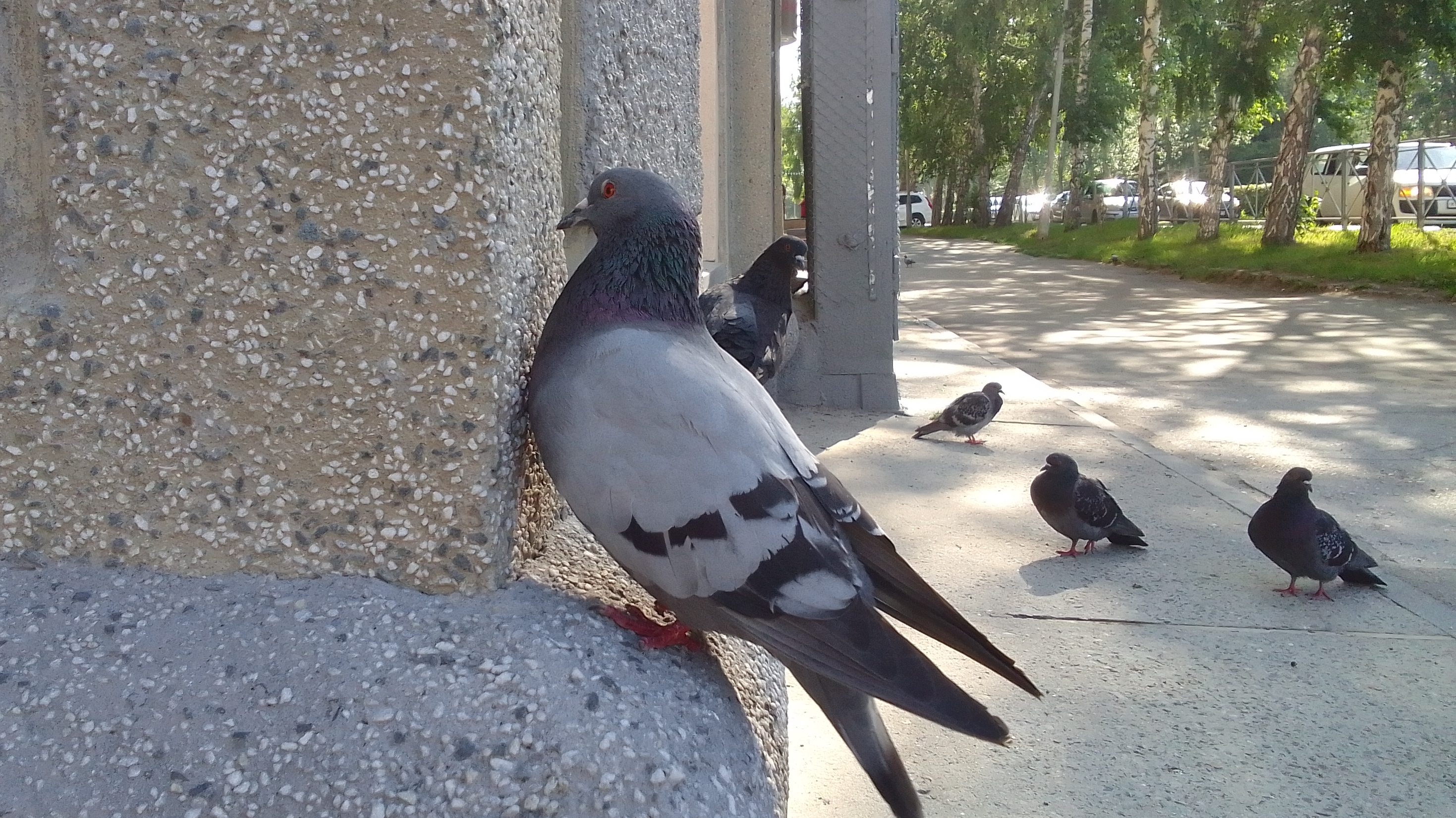 Забавные Голуби/ Станиславского - Пархоменко/ Новосибирск/18.06.2025❤️