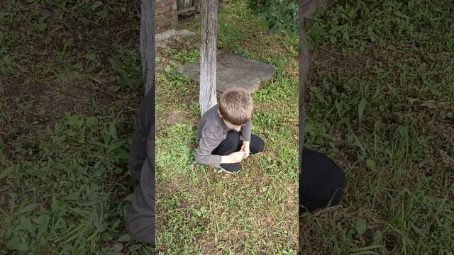 куры едят сливы. жизнь в деревне. mp4