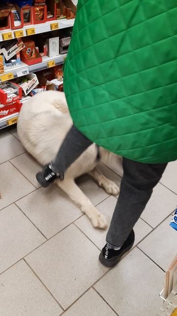 =Пятерочка Выгоняет Собаку=