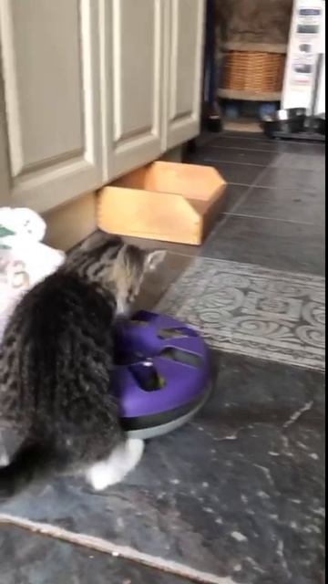 Котёнок Аврора.mp4