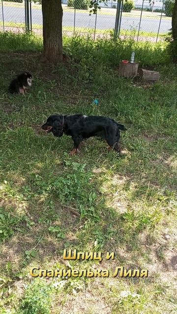 Шпиц пришёл в гости