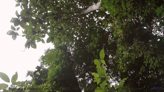 Этот трек записан в заброшенном лесу. - 20 Minute Meditation 6 -- HoliznaCC0 -- Space - Sleep - Medi