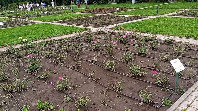 Национальный парк"Кисловодский".Долина роз. 18.06.2025 г.