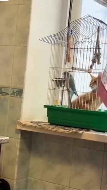 Попугайчик просит котика покинуть клетку 🦜😉🤩❤️