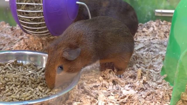 Диана и Рома Диана и Рома узнают, чего конкретно им делать нельзя, и папа объясняет почему