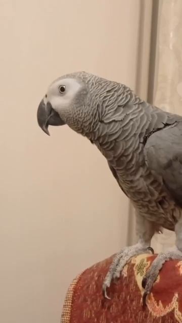 Гоша поработал. 🦜❤️🌷