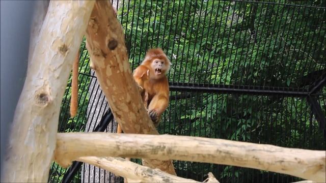 Яванские лангуры перекликаются с восточными колобусами 11.06.2025