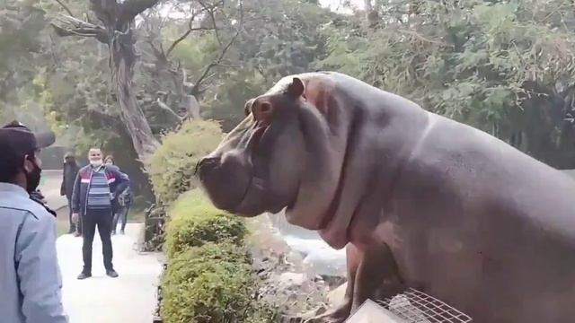Внимание: мужик надавал ЛЕЩЕЙ бегемоту за то, что тот вылез из своего пруда 😲