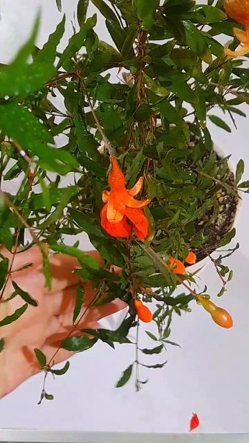 кажется, у моего граната, наконец то, появится первый плодик🤞