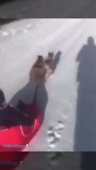 Какой погонщик, такие и собаки в упряжке😂