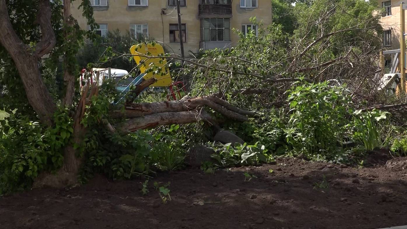 Дворы Новосибирска: поваленные деревья и заросшие травой детские площадки