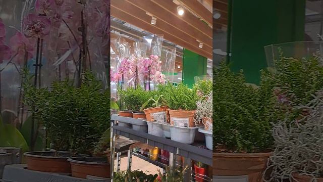 Обзор сегодняшнего привоза орхидей в Хорватии.