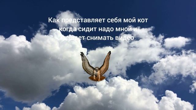 Жиза с моим котом Читосом