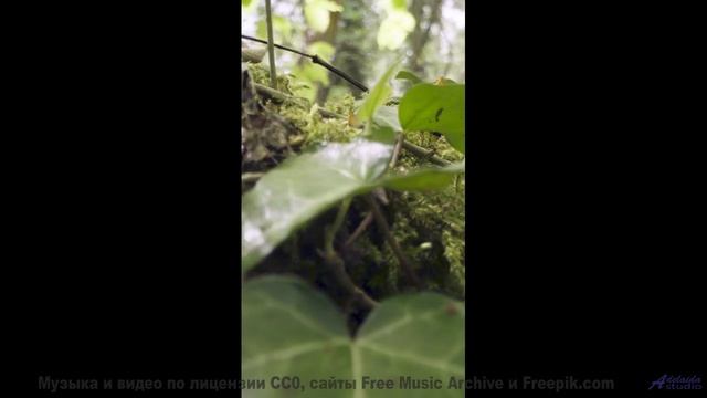 Природа заиграла новыми красками вместе с этим треком - So My Love - Instrumental (Lower Key) -- Ant