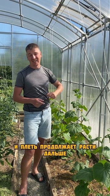 Формирование огурцов в теплице