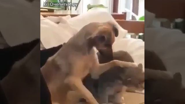 Как правильно гладить кота