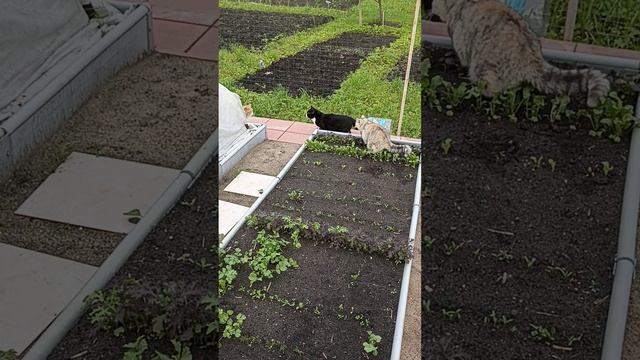 Не подрались - уже хорошо!