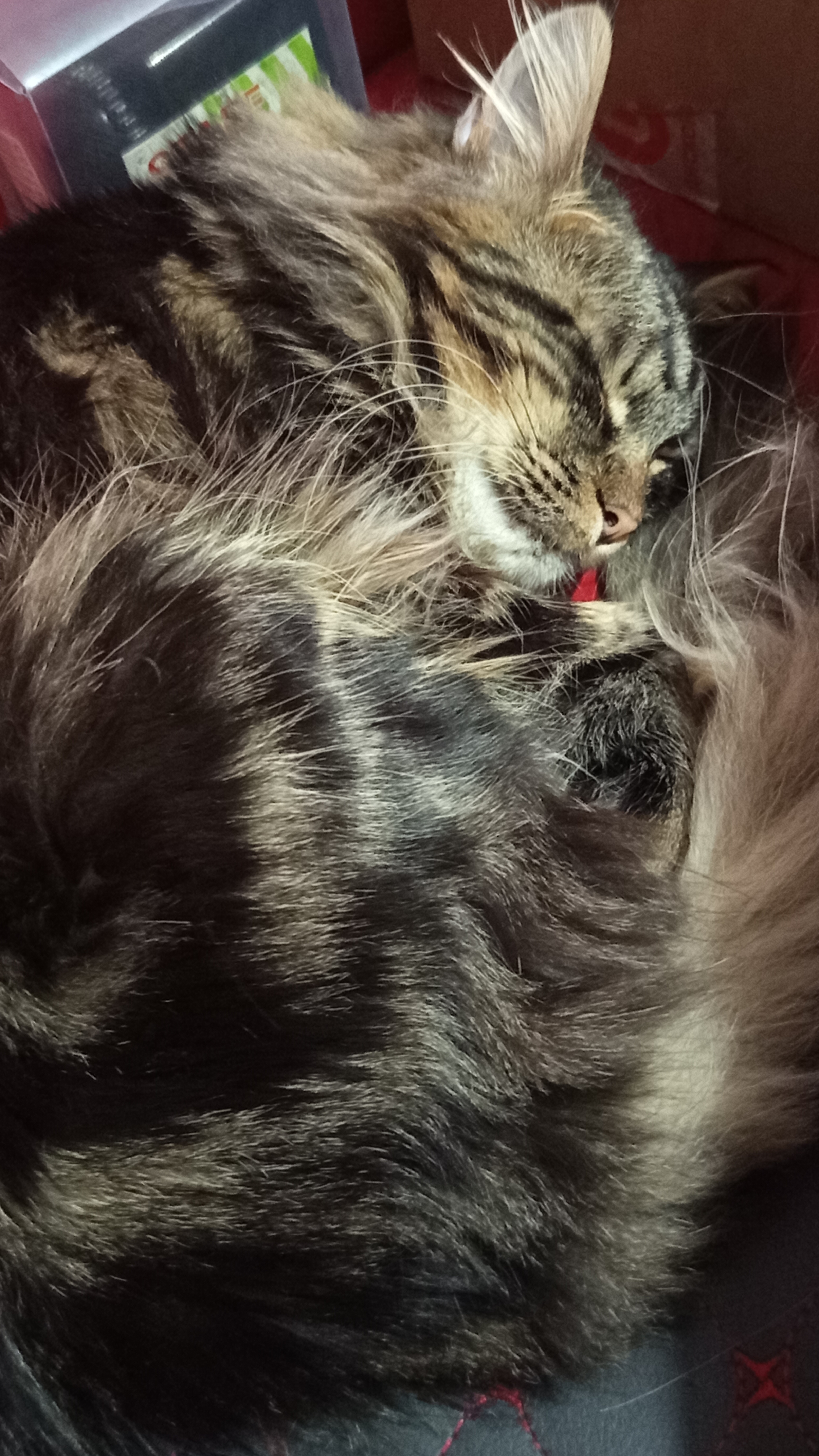 Котик отдыхает