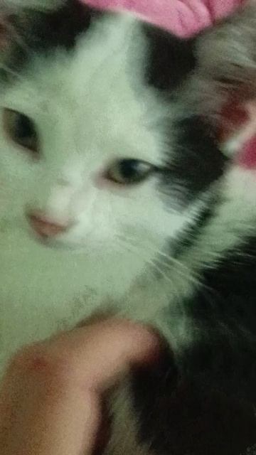 милый котёнок